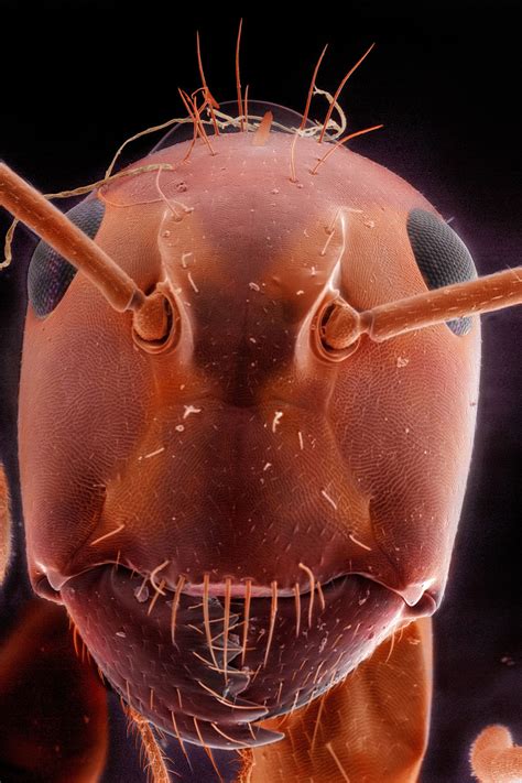 ant under microscope|Observing Ants Under The Microscope » Microscope .